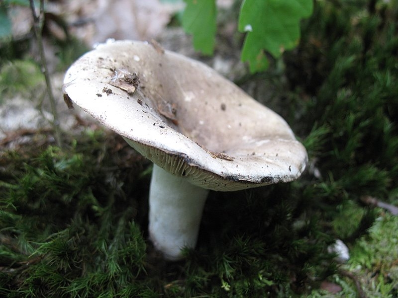 Russula densifolia